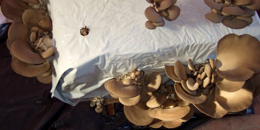 Pleurotus Ostreatus Oyster mushroom Pleurotus Ostreatus Oyster mushroom