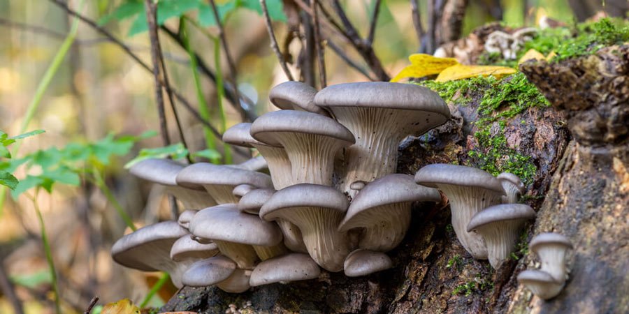 Pleurotus Ostreatus Oyster mushroom