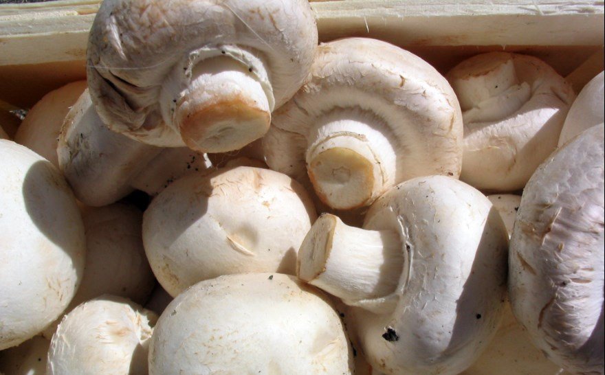 Agaricus Bisporus | Fungo Champignon