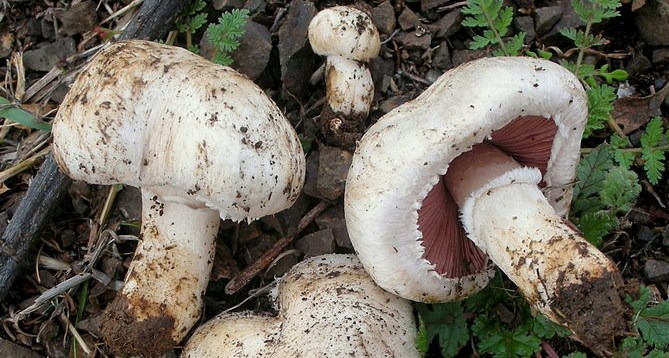fungo Portobello - Agaricus Bisporus 