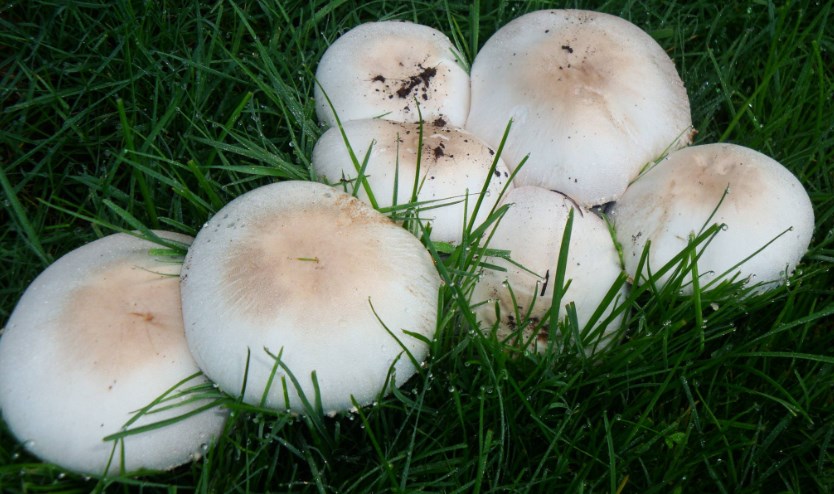 Agaricus Bisporus fungo champignon