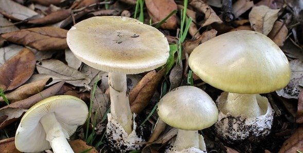 Amanita Phalloides