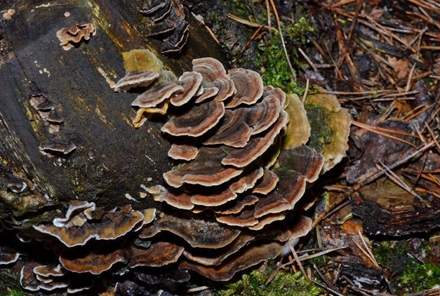 Coriolus versicolor | Trametes versicolor