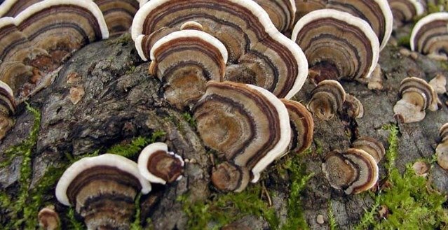 Coriolus versicolor | Trametes versicolor