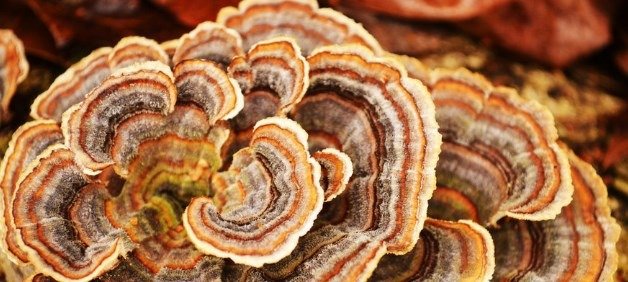 Coriolus versicolor | Trametes versicolor