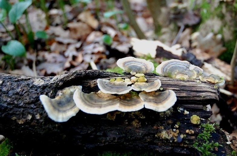 Trametes versicolor