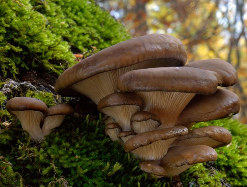 Pleurotus Ostreatus Oyster mushroom