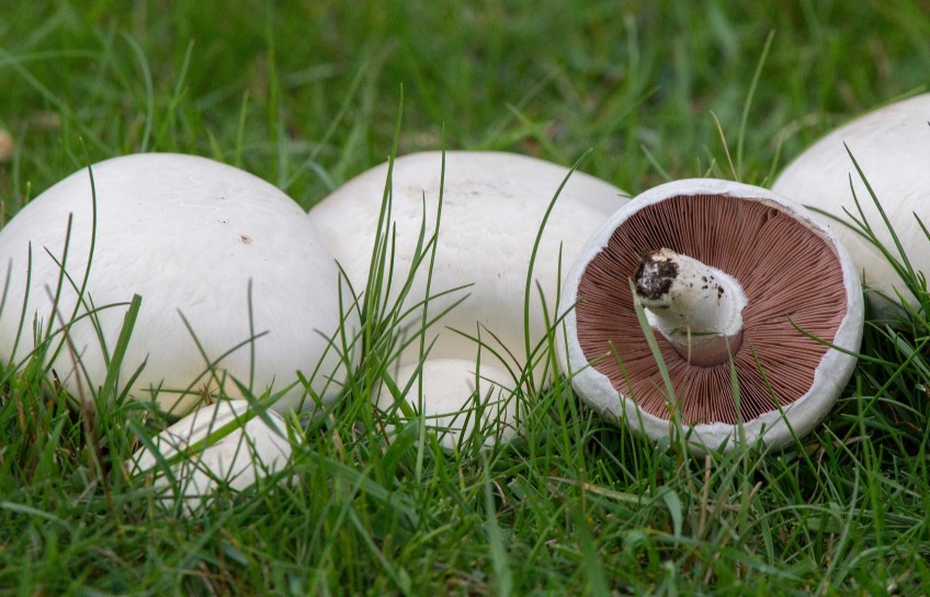 Agaricus Campestris funghi prataioli