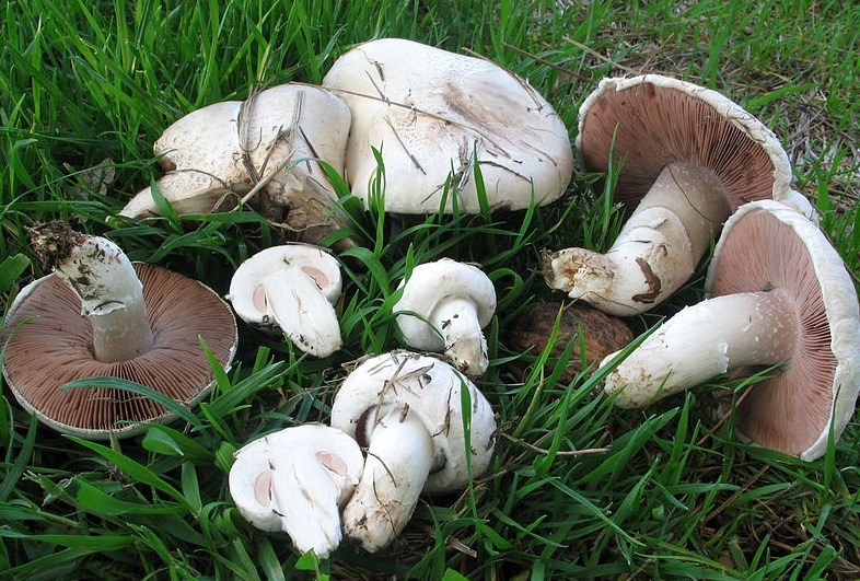 Agaricus Campestris funghi prataioli