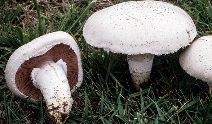 Agaricus campestris Fungo Prataiolo