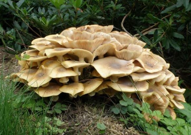 Armillaria Mellea | Fungo Chiodino