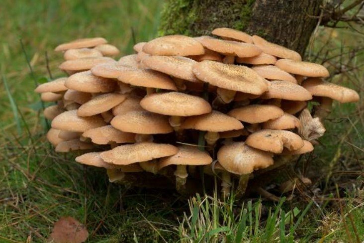 Armillaria Mellea | Fungo Chiodino