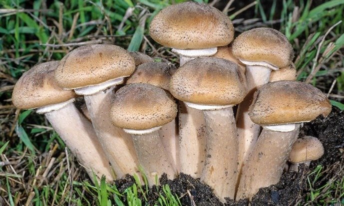 Funghi Chiodini (Armillaria mellea)