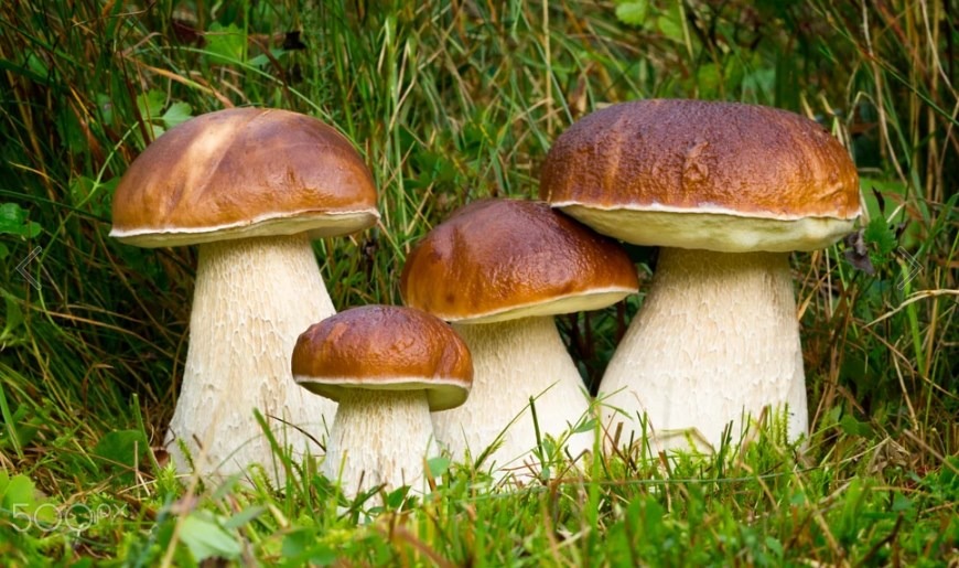 Boletus Edulis funghi porcini