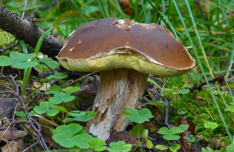 Boletus Edulis fungo porcino