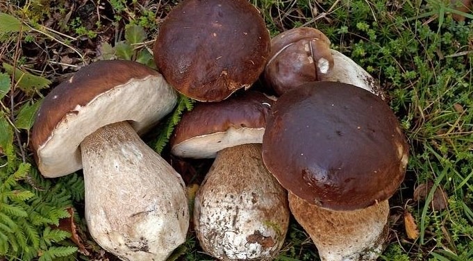 Funghi Porcini (Boletus edulis)