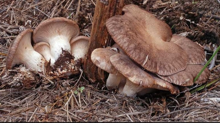 Pleurotus eryngii funghi cardoncelli