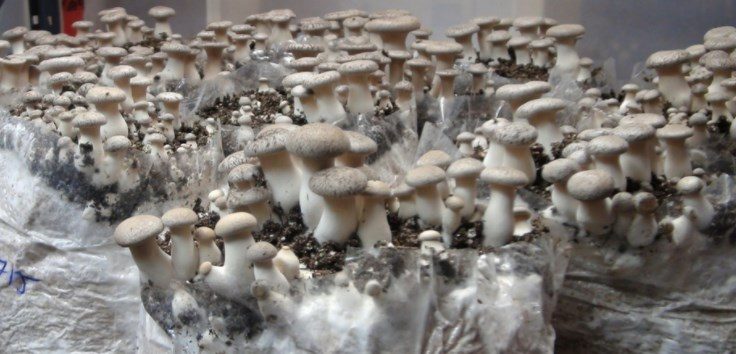 coltivare funghi in casa