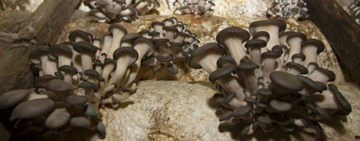 coltivare funghi pleurotus