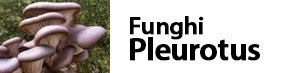 funghi pleurotus ostreatus
