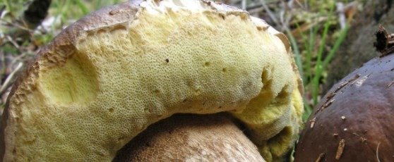 imenio funghi porcini