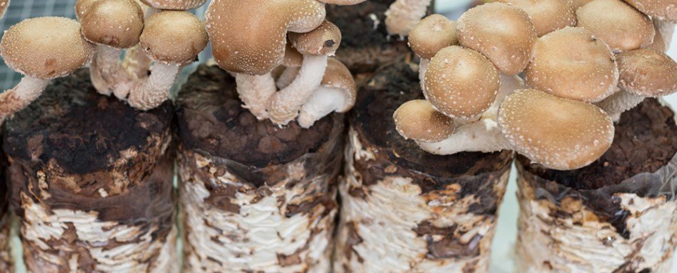 micelio funghi