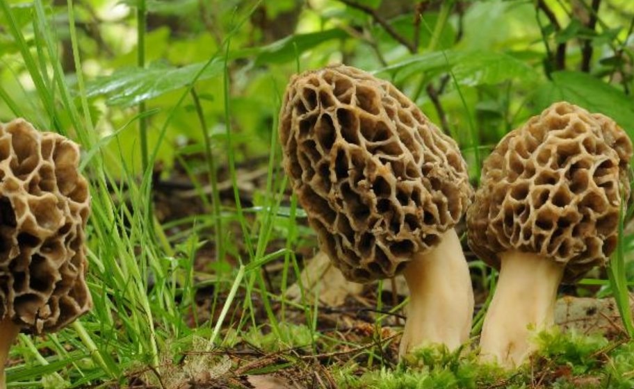 Morchella esculenta - fungo spugnola