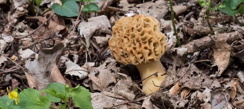 Morchella esculenta - fungo spugnola