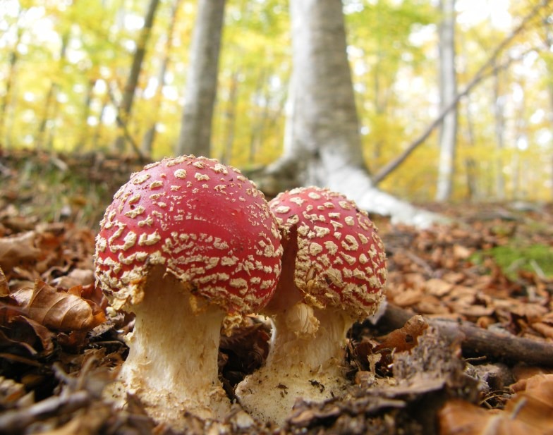 Amanita muscaria - ovolo malefico - fungo velenoso dal cappello rosso