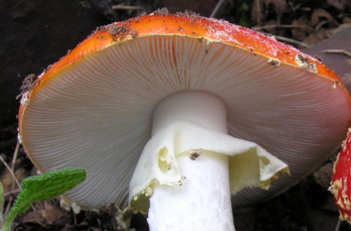 Amanita muscaria - Ovolo malefico