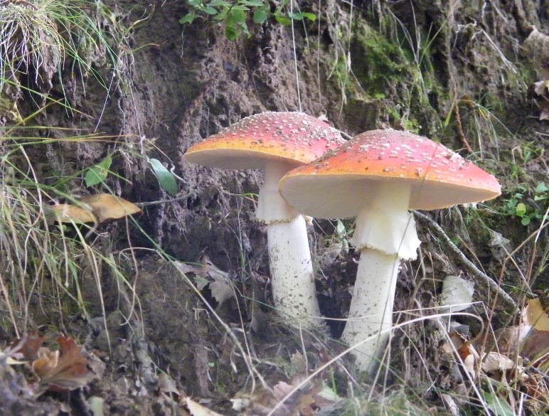 Amanita muscaria - Ovolo malefico