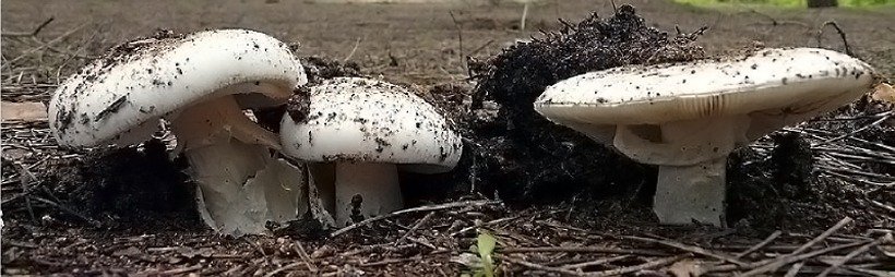 Amanita verna - Tignosa di primavera