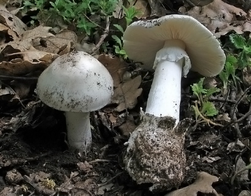 Amanita verna - Tignosa di primavera