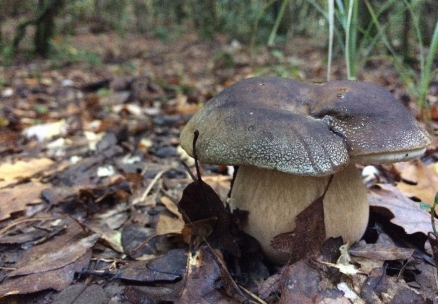 Boletus aereus - Porcino nero