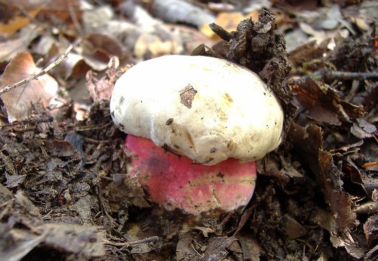 Boletus satanas - Porcino malefico