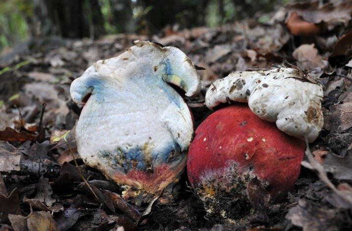 Boletus satanas - Porcino malefico Boletus satanas - Porcino malefico