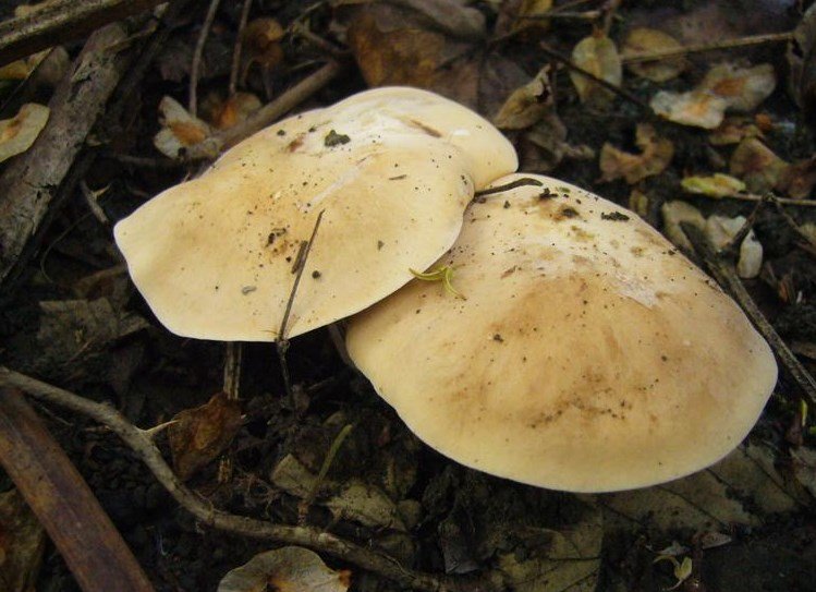 Calocybe gambosa - Fungo Prugnolo