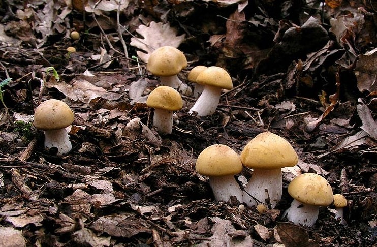 Calocybe gambosa - Fungo Prugnolo