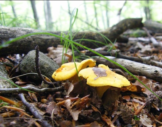 Cantharellus cibarius - Funghi Galletti funghi gallinacci - funghi gallinella