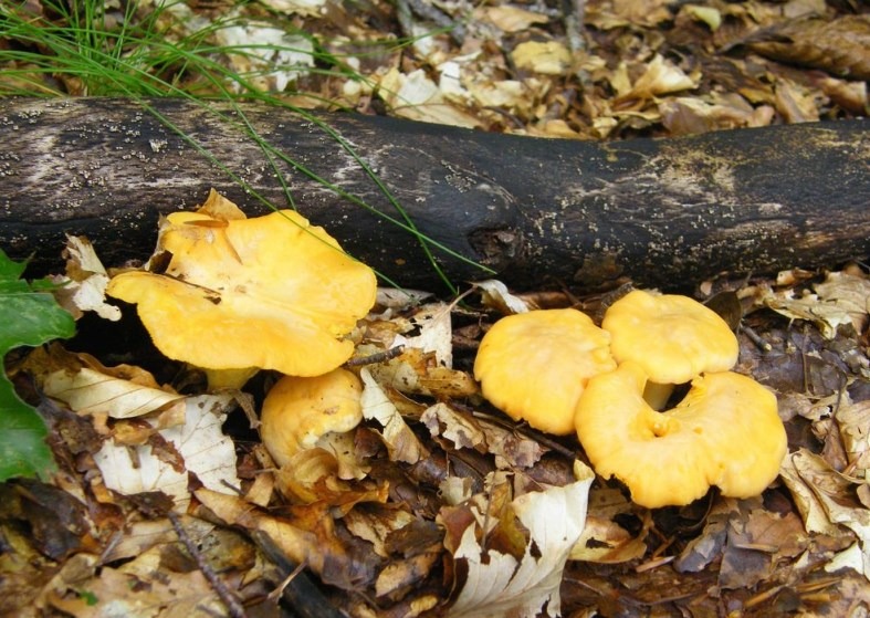 Cantharellus cibarius - Funghi Galletti - funghi gallinacci - funghi gallinella