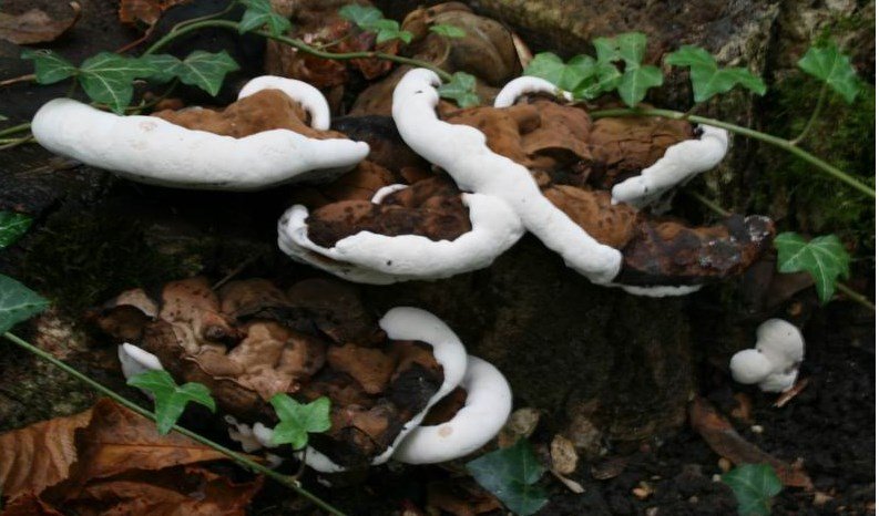 Ganoderma applanatum - Fungo Ganoderma