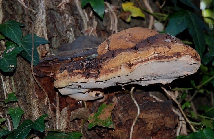 Ganoderma applanatum - Fungo Ganoderma
