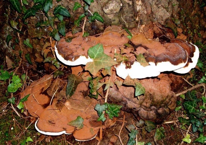 Ganoderma applanatum fungo ganoderma