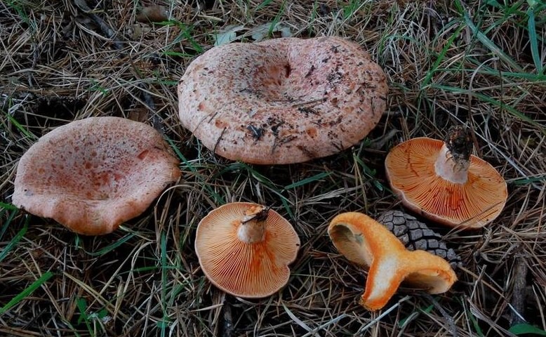 Lactarius deliciosus - Fungo Sanguinello - fungo lactarius - sanguinaccio