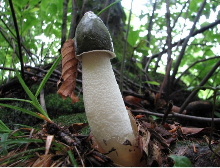 Phallus impudicus - satirone_2