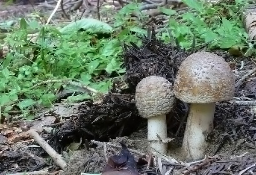 Amanita rubescens - Tignosa vinata