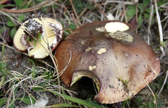 Suillus luteus - Boleto giallo - fungo pinarolo