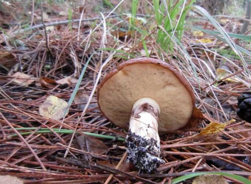 Suillus luteus - Boleto giallo - fungo pinarolo