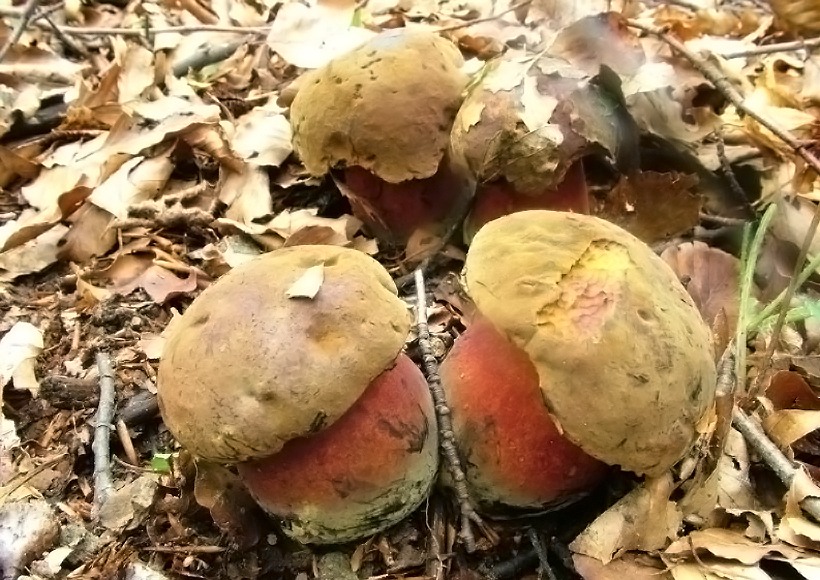 Boletus erythropus - Porcino dal piede rosso