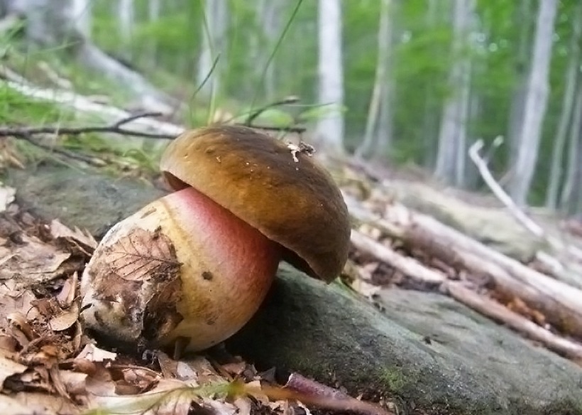 Boletus erythropus - Porcino dal piede rosso